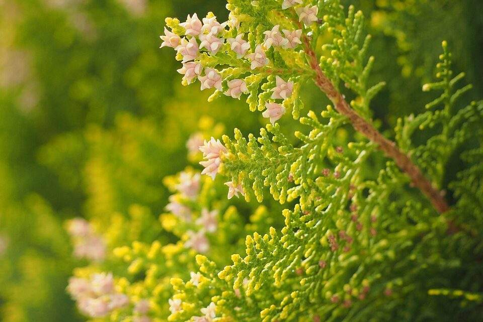 Welche Pflanzen eignen sich als Sichtschutz im Garten?