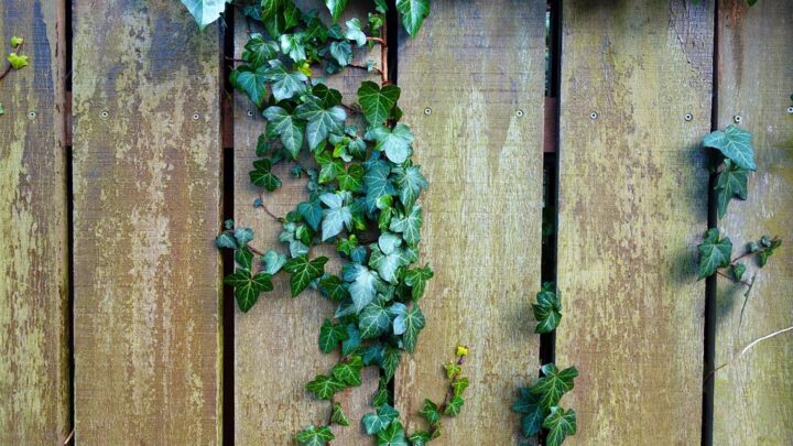 Guter Schutz für den Garten – Zäune bieten Sicherheit für Familie und Haustiere zugleich