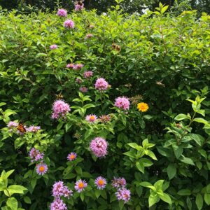 Lebendiger Sichtschutz