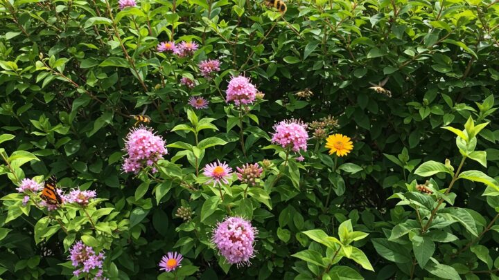 Lebendiger Sichtschutz aus der Region: Ein Paradies für Mensch und Tier!